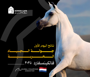 بوابة الخيل  نتائج اليوم الأول لجولة الجياد العربية 2025 – فالكينسفارد