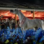 بوابة الخيل  