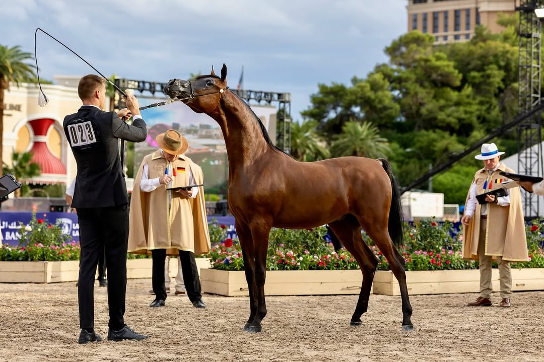 بوابة الخيل  