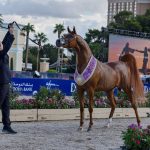بوابة الخيل  