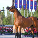 بوابة الخيل  