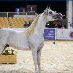 570343451_18509496616070680_7892747449927644330_n - بوابة الخيل بوابة الخيل