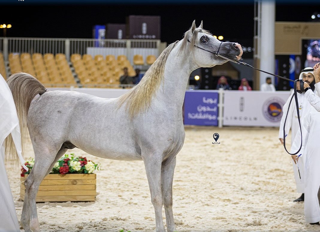 570343451_18509496616070680_7892747449927644330_n - بوابة الخيل بوابة الخيل