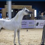 571574493_18509746882070680_4379714765336576610_n - بوابة الخيل بوابة الخيل