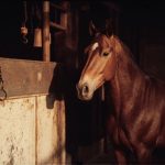 بوابة الخيل  