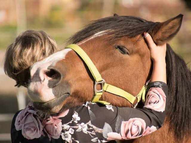 بوابة الخيل  