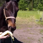 بوابة الخيل  