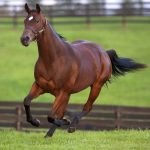 بوابة الخيل  
