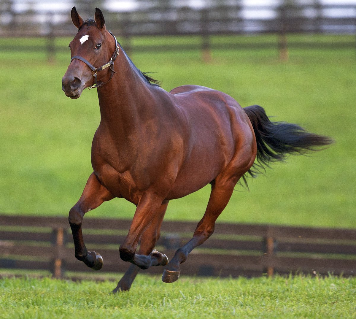 بوابة الخيل  