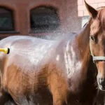غسل الخيل - بوابة الخيل بوابة الخيل