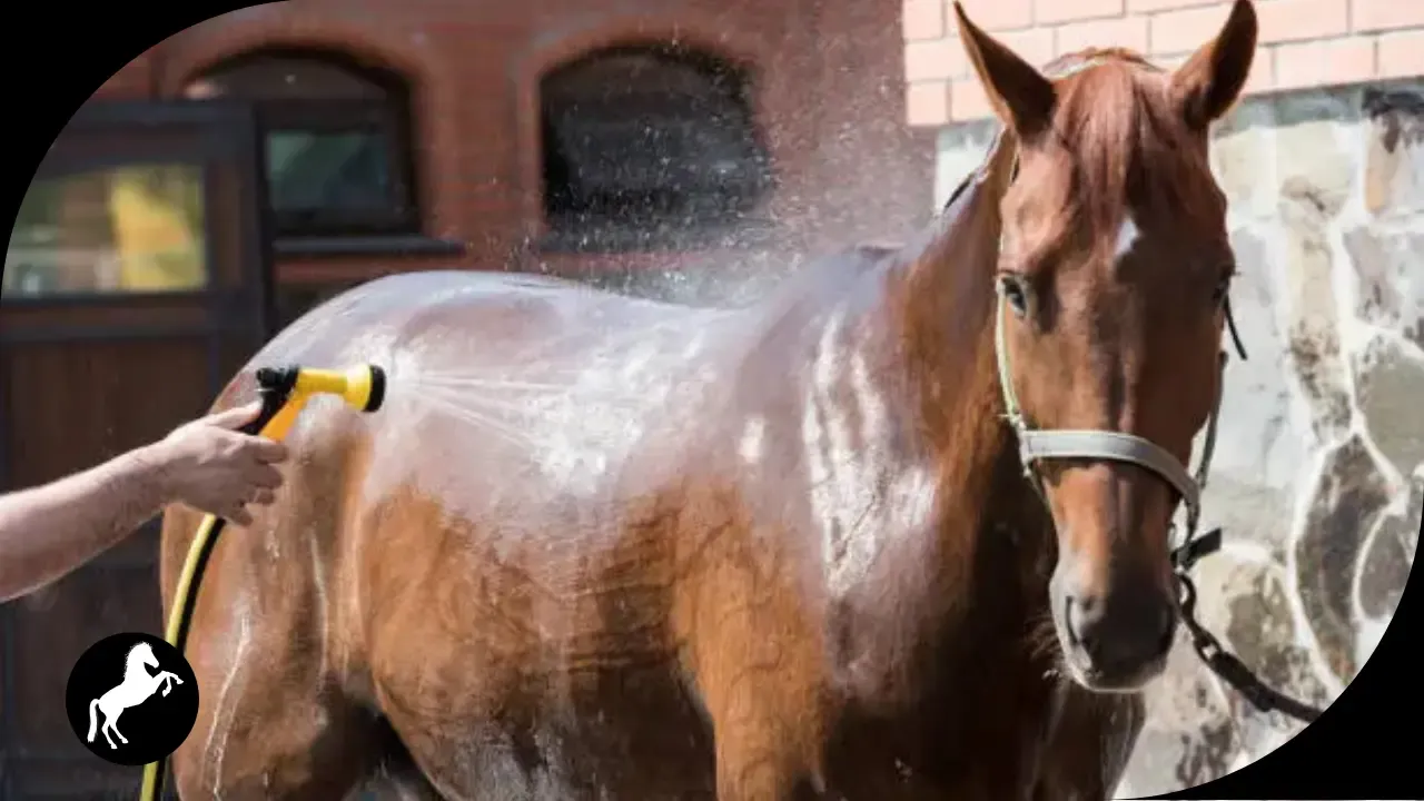 بوابة الخيل  