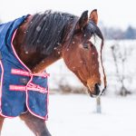 HorseWearingABlueRug-ACoveringThatProtects - بوابة الخيل بوابة الخيل