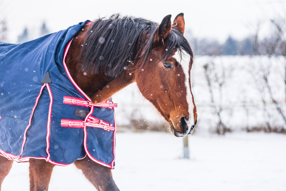 بوابة الخيل  