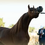 بوابة الخيل  