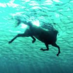 بوابة الخيل  