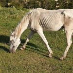 بوابة الخيل  