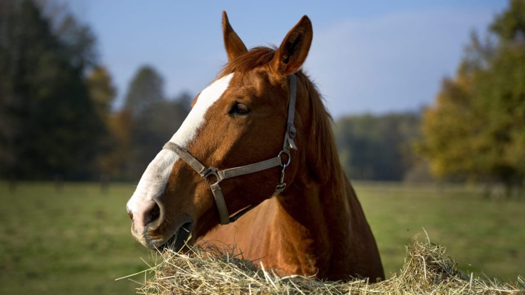 بوابة الخيل  
