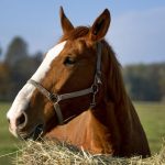 بوابة الخيل  