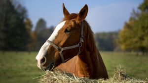 بوابة الخيل  