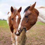 بوابة الخيل  