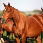 بوابة الخيل  