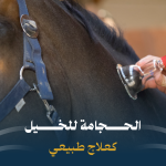 بوابة الخيل  حجامة الخيل