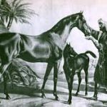 بوابة الخيل  