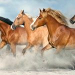 بوابة الخيل  