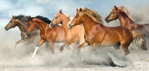 بوابة الخيل  