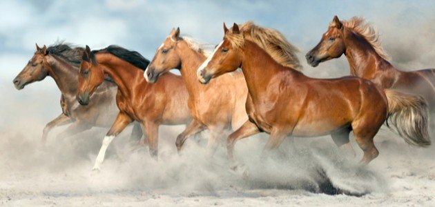 بوابة الخيل  