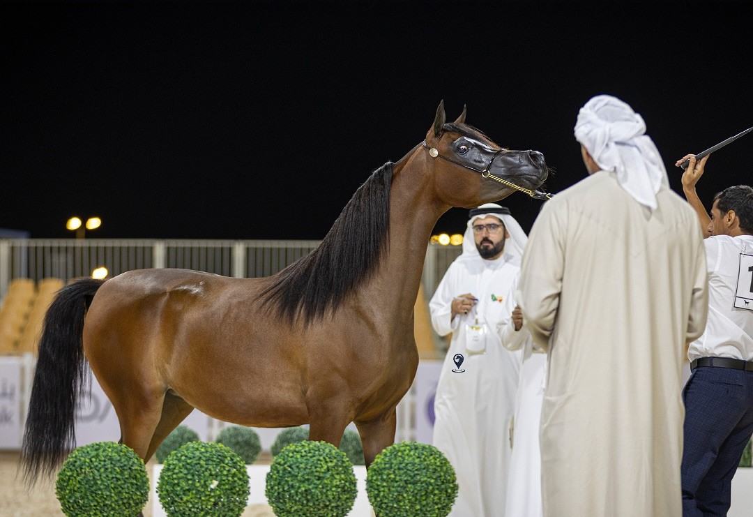 بوابة الخيل  