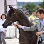 بوابة الخيل  الايكاهو قاعدة دخول المشي