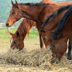 بوابة الخيل  