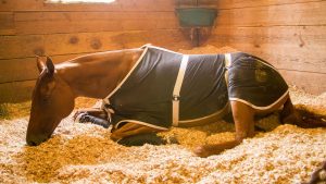 بوابة الخيل  