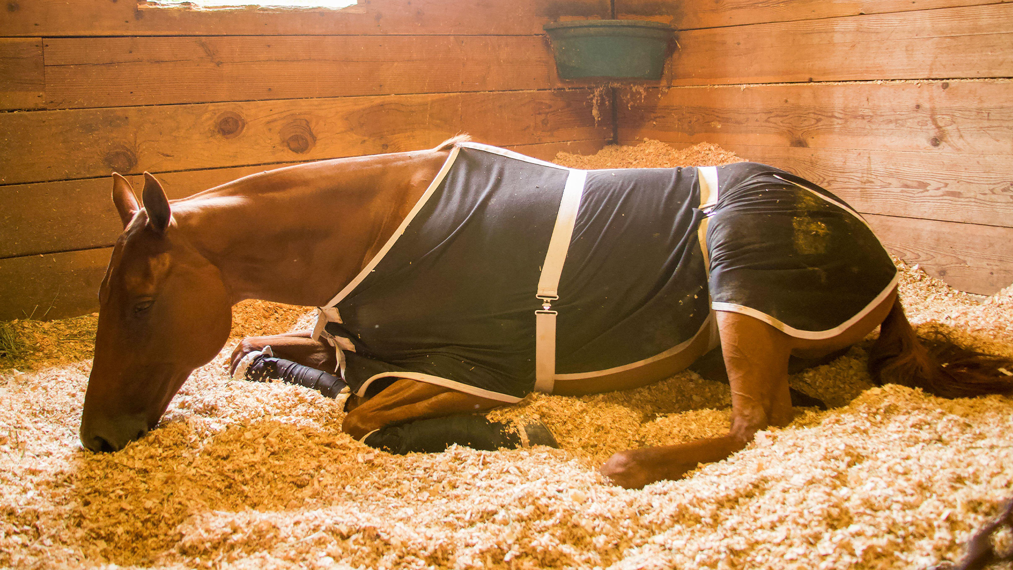 بوابة الخيل  