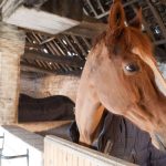 بوابة الخيل  