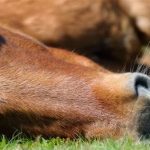 بوابة الخيل  