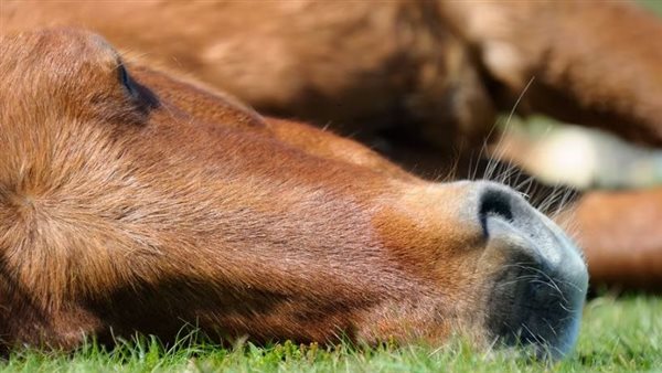 الملل عند الخيول - بوابة الخيل بوابة الخيل