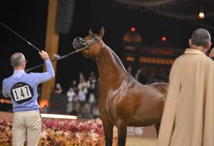 بوابة الخيل  